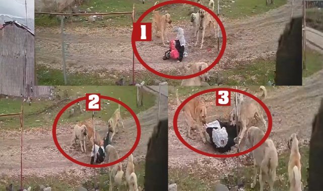 Köpeklerin yaşlı kadına saldırdı