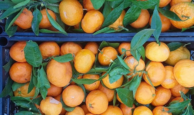Seferihisar Belediyesi'nden depremzedelere 15 ton mandalina