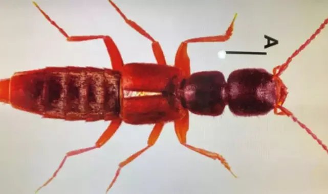 Sivas'ta yeni bir böcek türü keşfedildi; Medon turcicus
