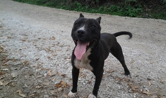 Tekirdağ’da pitbull dehşeti kamerada: Hem ona hem de köpeğine saldırdı