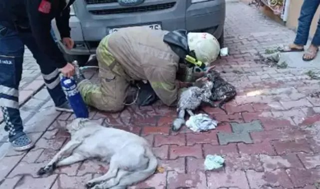 Esenyurt'ta itfaiye ekipleri 9 hayvanı yangından kurtardı