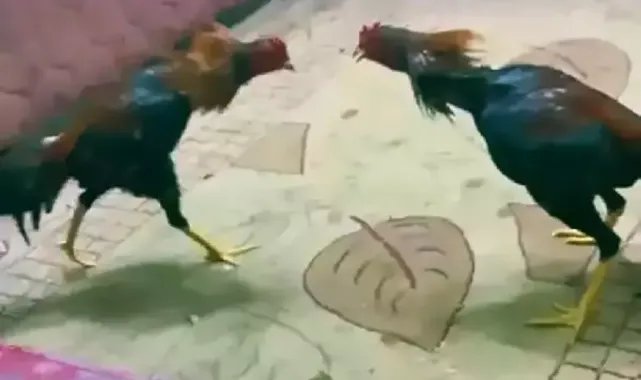 Horoz dövüşüne suçüstü; 80 hayvan kurtarıldı, 205 bin 600 TL ceza