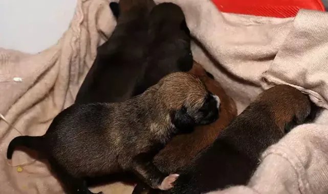 Temizlik işçileri çöp konteynerindeki kolide 5 yavru köpek buldu