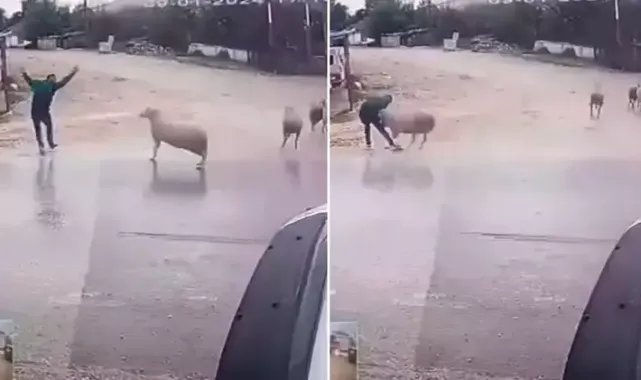 Yolda yürürken koçun saldırısına uğradı