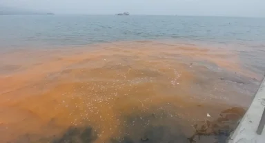 Denizde turuncu renk ve denizanası istilası