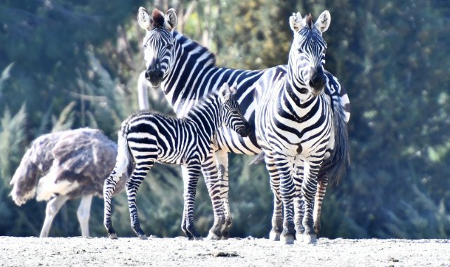 Doğal Yaşam Parkı’na  pazartesi molası