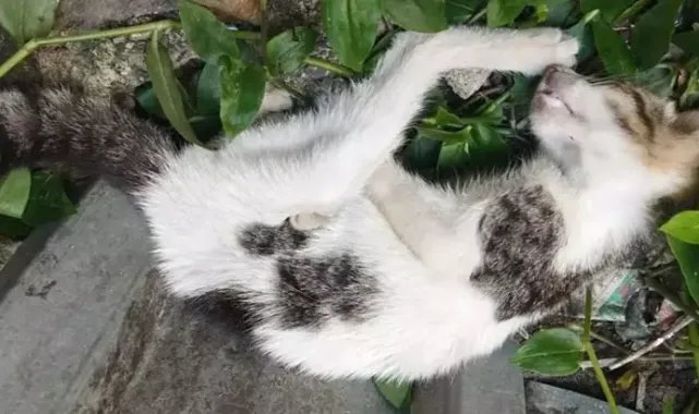 Duvara fırlatıp öldürdüğü kedi için 4 yıl hapsi istendi