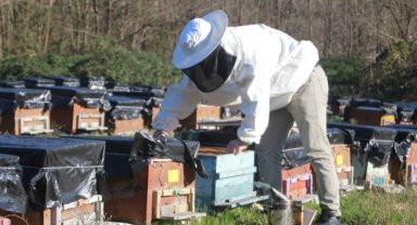 Küresel ısınma arıların dengesini bozdu