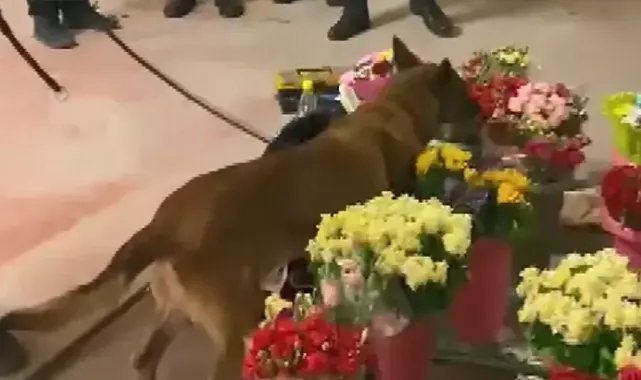 Narkotik köpeğinin bulamaması için, uyuşturucu sakladığı aracına çiçek de koymuş