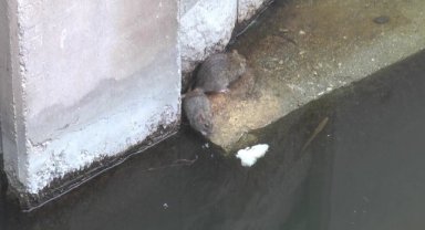 Porsuk Çayı çevresi farelerin istilasına uğradı