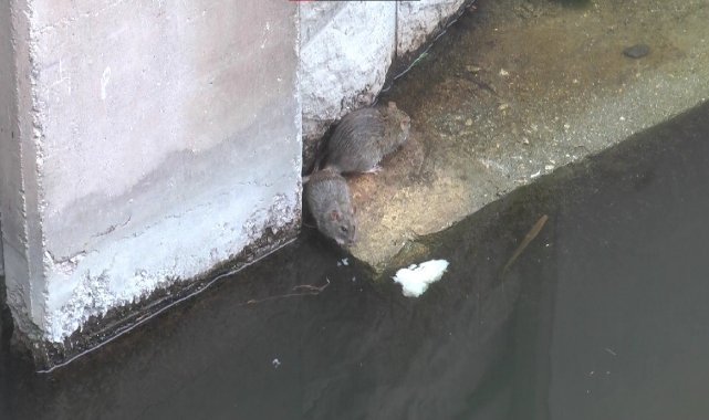 Porsuk Çayı çevresi farelerin istilasına uğradı