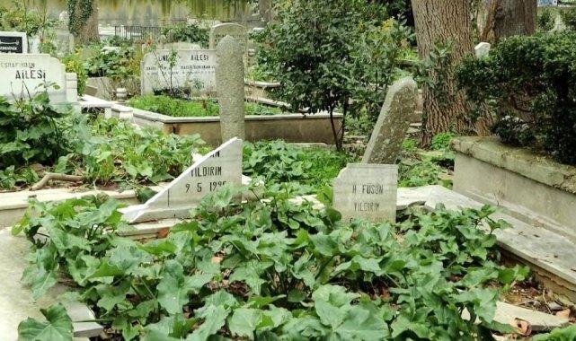 Sarıyer’de İBB’nin ağaç budama çalışmaları yarım kaldı, mezarlar zarar gördü