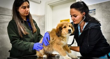 Seyrek Sahipsiz Hayvan Hastanesi can dostlara yaşam veriyor