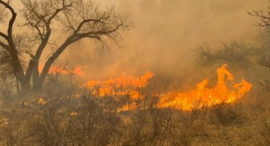 Texas’ta orman yangınları