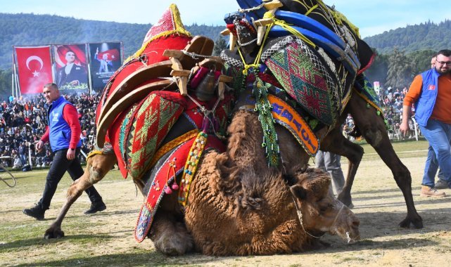 Torbalı’da Deve Güreşi Festivali gerçekleşti
