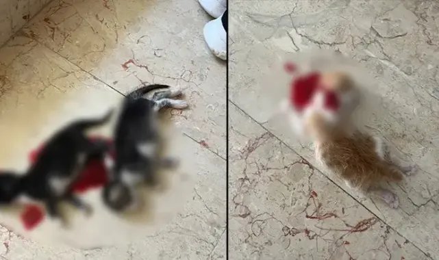 6 yavru kedi başları kesilerek öldürüldü