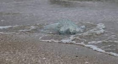 Akdeniz sahillerinde denizanası istilası devam ediyor