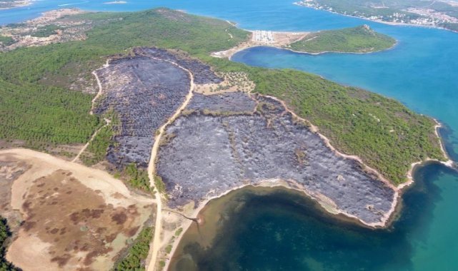 Ayvalık’ta yangınlar ile siyaha dönen ormanlar tekrar yeşiline kavuşuyor