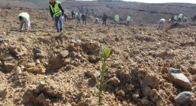 Büyük yangının simsiyah izleri silindi, 8 ayda 1 milyon 651 bin fidan dikildi
