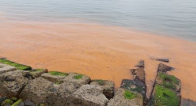 Denizde turuncu renk ve denizanası istilası yayılıyor