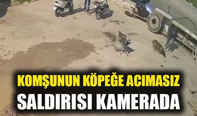 İzmir’de köpeğe hortumlu, sandalyeli ve kürekli saldırı kamerada