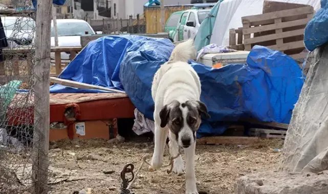 Kayseri'de köpeğin saldırdığı çocuk ağır yaralandı