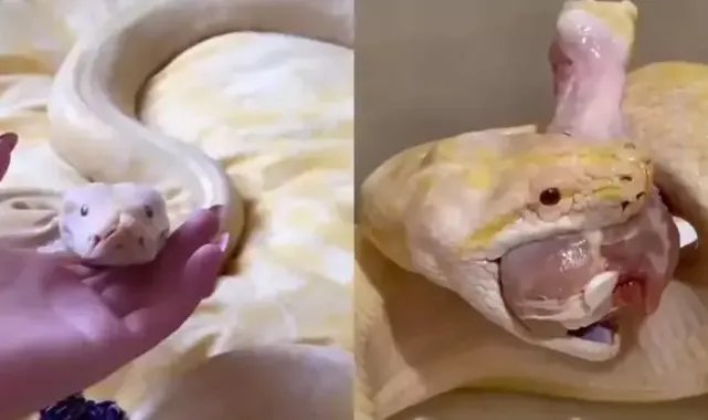 Kiracısına ulaşamayan ev sahibi, girdiği dairede albino pitonla karşılaştı