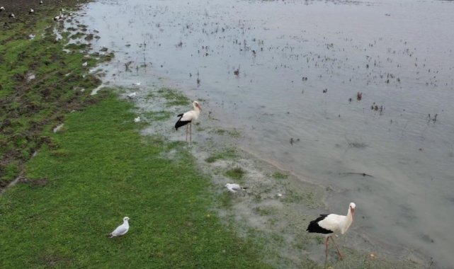 Küresel ısınma yaban hayatını etkiledi: Ayılar kış uykusuna yatmadı, leylekler erken göç etti