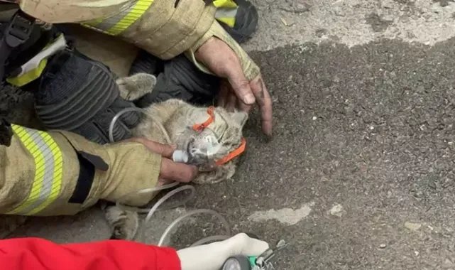 Maltepe'de 4 katlı binada yangın; dumandan etkilenen kedi kurtarılamadı