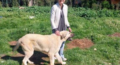 Saime Bucaklıoğlu: Modern Hayvan Barınakları ve Hayvan otelleri hizmete açılacak