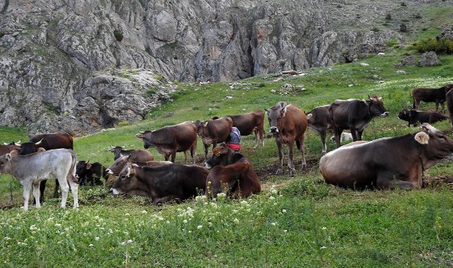 40 bin TL maaşla çoban bulamayınca çözümü nöbetleşmekte buldular