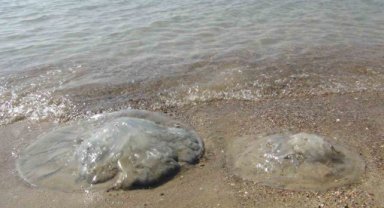 Antalya sahillerinde 'denizanası' tedirginliği