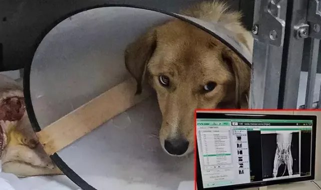 Hamile köpek pompalı tüfekle vuruldu, yavrusu öldü