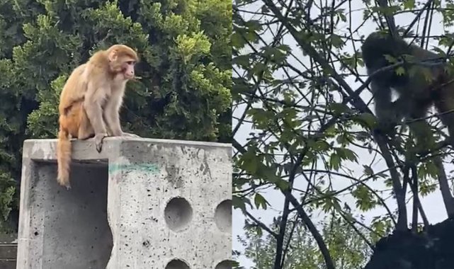 İstanbul’da firari maymun görenleri şaşkına çevirdi
