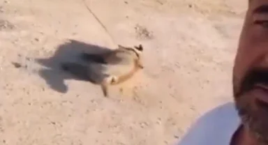 Öldürdüğü köpeği at arabası arkasında sürükletip, görüntüleyen şüpheli gözaltında