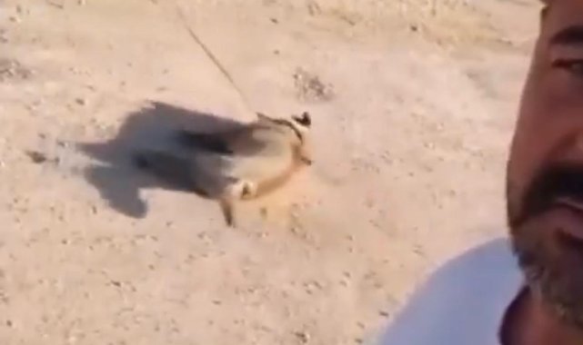 Öldürdüğü köpeği at arabası arkasında sürükletip, görüntüleyen şüpheli gözaltında
