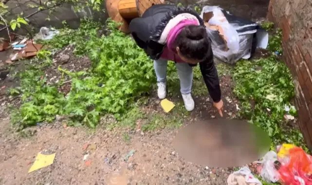 Sultangazi'de mahallelinin baktığı 3 yavru kedi öldürülmüş halde bulundu