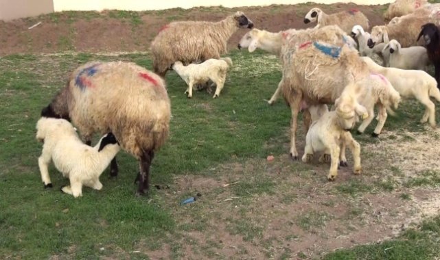 Yürekleri ısıtan görüntü, kuzular annelerine böyle koştu
