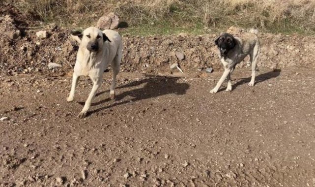 Ankara’da parkta yürüyen vatandaş başıboş köpeklerin saldırısına uğradı