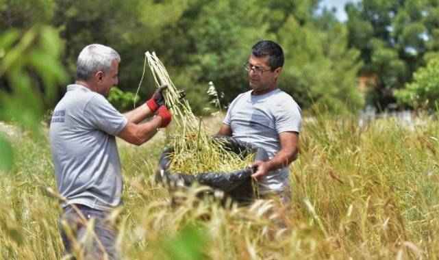Atalık tohumlar Bornova’da yaşatılıyor