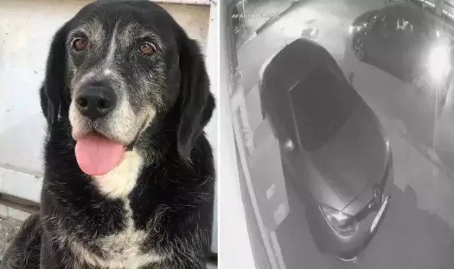 Ataşehir’de sokakta uyuyan köpeği ezip kaçtı