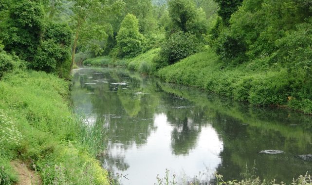 Beykoz’daki Riva Deresi kirle kaplandı: Suyunda pislik yüzüyor
