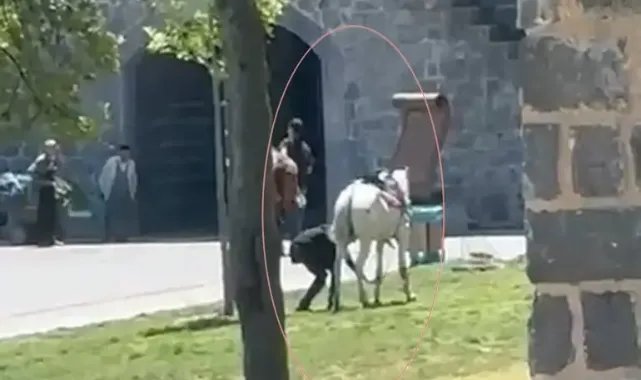 Diyarbakır’da piknik yapanların arasına at daldı