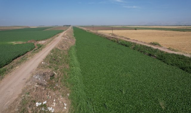 İstilacı su sümbülleri, Asi Nehri’ni adeta görülmez hale getirdi