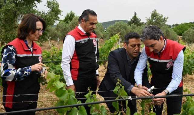 İzmir'de kahverengi kokarca'ya biyolojik savaş açıldı