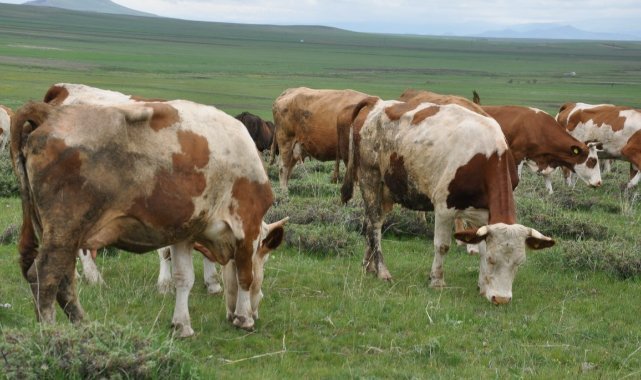 Kars’ta uzmanlardan kurban seçimi uyarısı