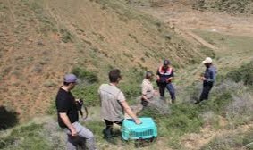 Kırıkkale'de köye getirilen kurt yavruları koruma altına alındı; 4 gözaltı