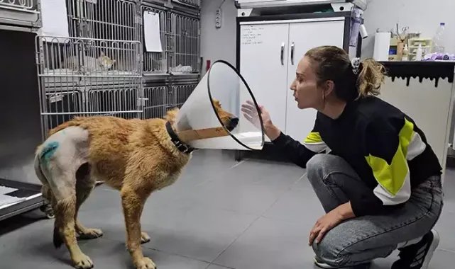 Taksinin çarptığı köpeğin kalça kemiği kırıldı