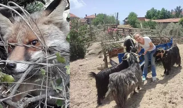 Tilki öldürdüğünü ihbar eden komşuya darp iddiası