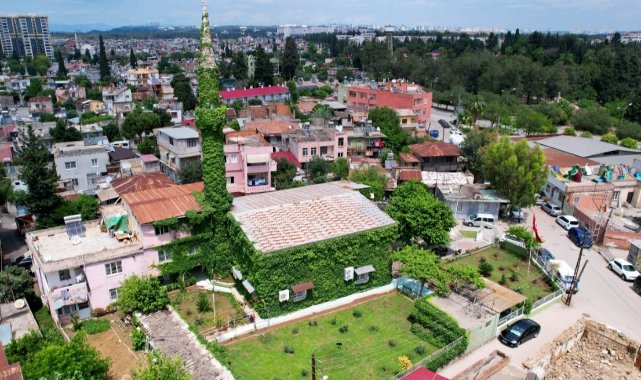 'Yeşil Cami' sarmaşıklarına kavuştu